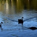 Three Black Swans ~ by happysnaps