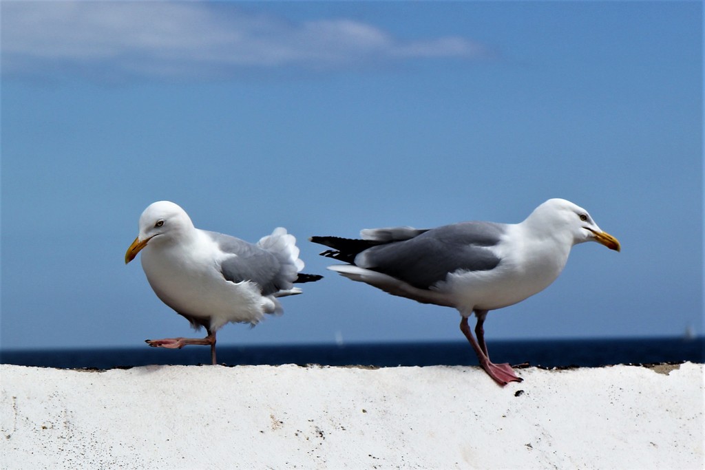Dancing Gulls by cookingkaren