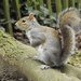 Wildplay Squirrel by roachling