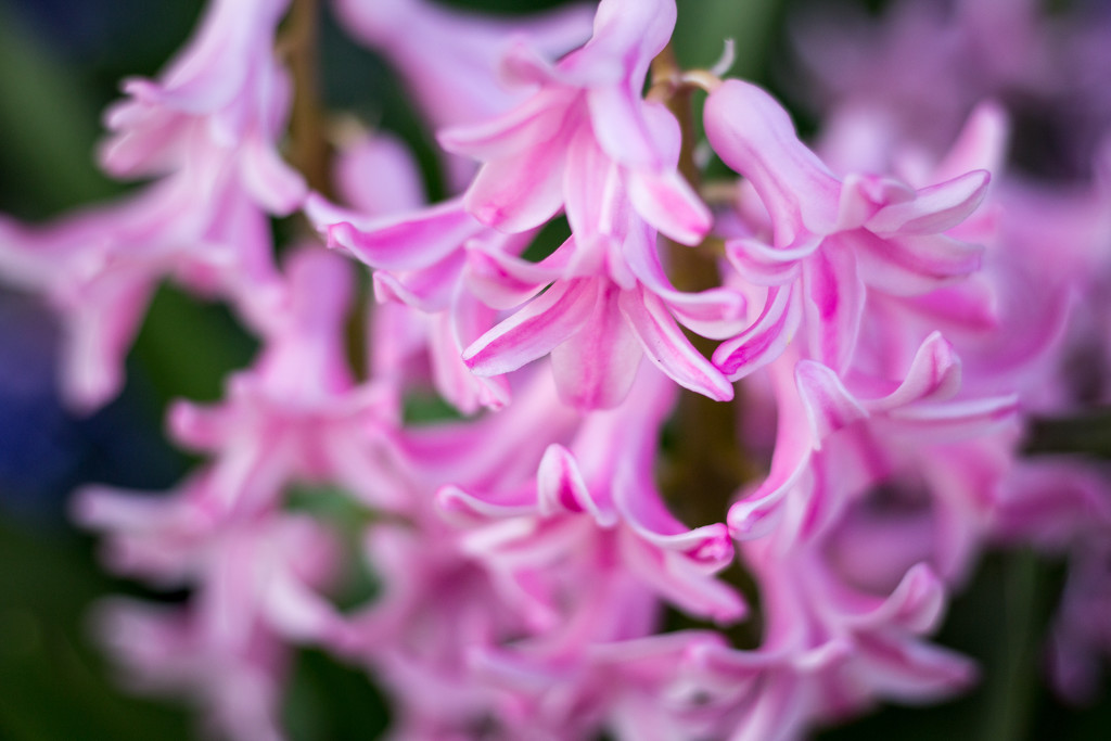 Hyacinths In Bloom by swchappell
