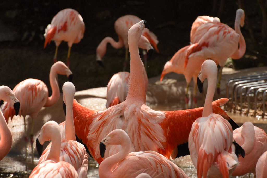 Flamingo Friday - 034 by stray_shooter