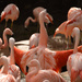 Flamingo Friday - 034 by stray_shooter