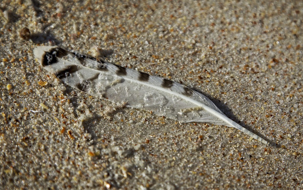 Feather on the Beach-LHG_3401  by rontu