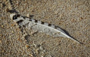 15th Apr 2017 - Feather on the Beach-LHG_3401 