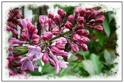 21st Apr 2017 - Lilac Buds