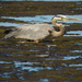 Blue Heron in the Muck! by rickster549