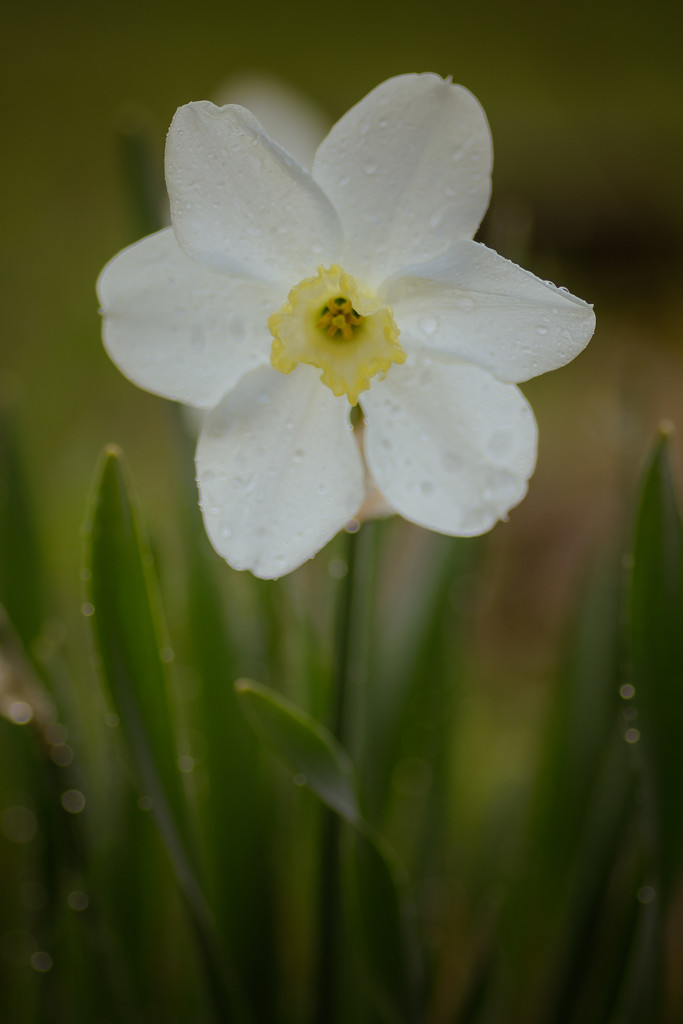 daffodil after the rain by jackies365