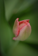 19th Apr 2017 - tulip