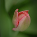 tulip by jackies365