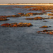 The Hamellin Pool stromatolites by gosia