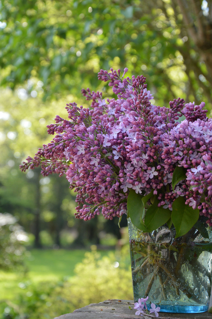 Lilac bouquet in the garden  by parisouailleurs