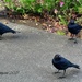 Gangster birds... by soylentgreenpics