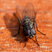 Tiny Fly by carolmw