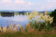 5th Apr 2017 - Lake Whangape