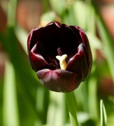 22nd Apr 2017 - Dark tulip