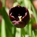 Dark tulip by orchid99