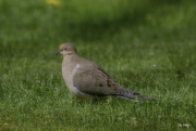 21st Apr 2017 - Mourning Dove