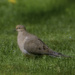 Mourning Dove by skipt07