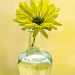 Chrysanthemum in a small bottle by elisasaeter