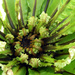 ‘Bird’s nest fern’ [Filler] by rhoing