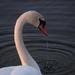 Graceful Swan by selkie