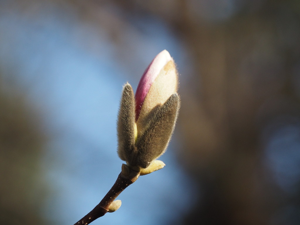 Almost Magnolia by selkie
