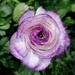 pretty purple petals by caitnessa