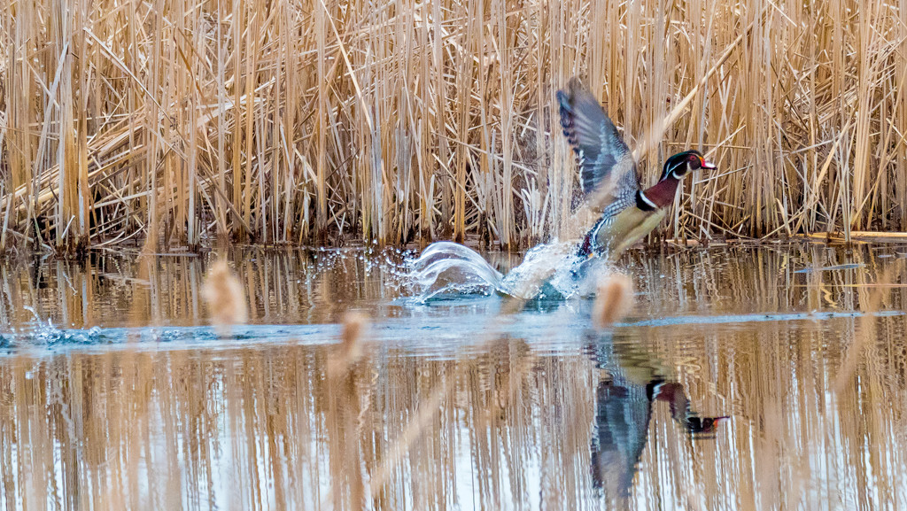 Wood Duck Takeoff Wide by rminer