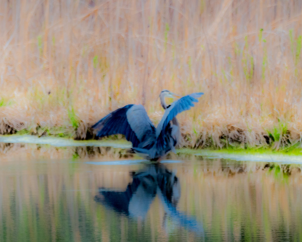 Blue Heron Landing by rminer