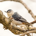 White-breasted Nuthatch by rminer