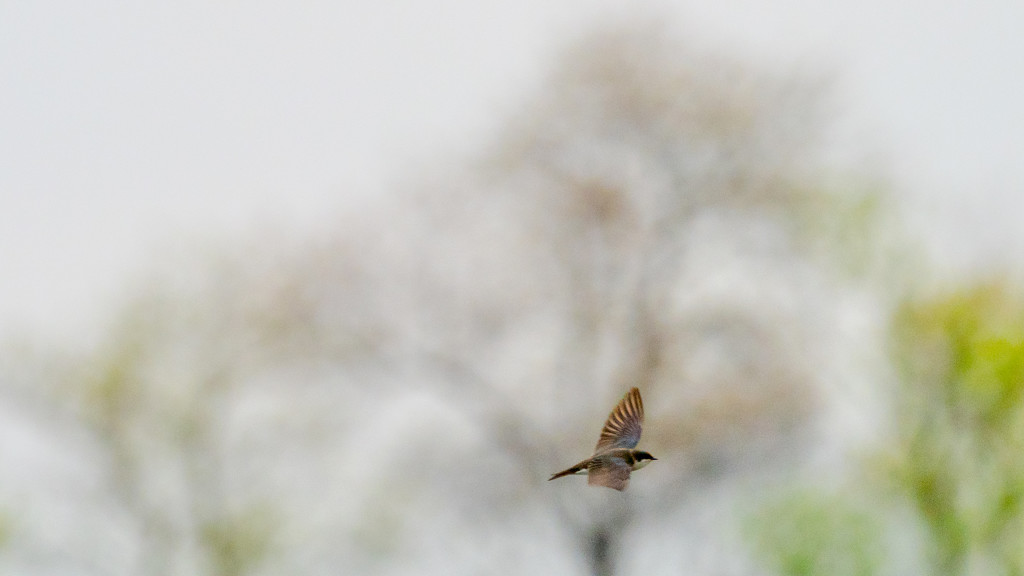 Swallow in flight wide before trees by rminer