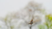 19th Apr 2017 - Swallow in flight wide before trees