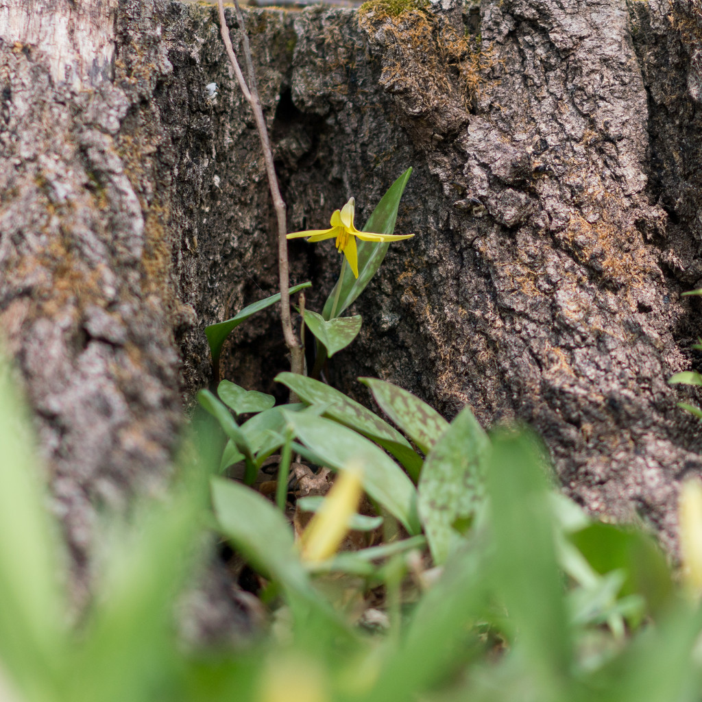 Yellow Trout Lily by Tree Stump by rminer
