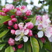 Apple Blossom by philhendry