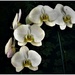 White Orchid ~ by happysnaps