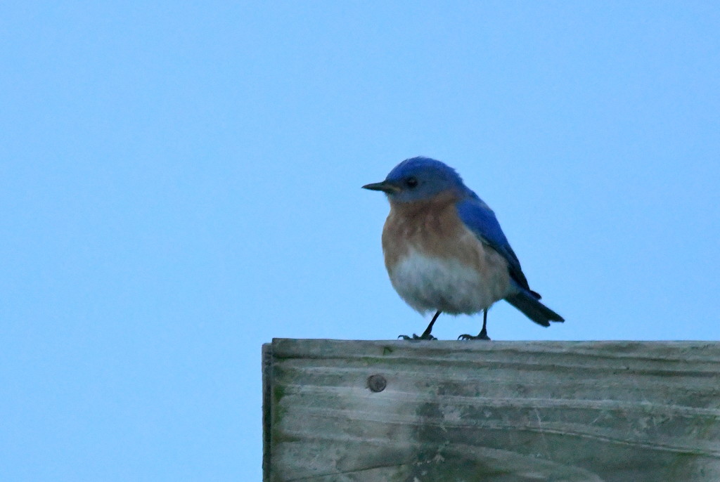 Mr. Bluebird by kareenking