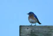 20th Apr 2017 - Mr. Bluebird