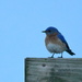Mr. Bluebird by kareenking