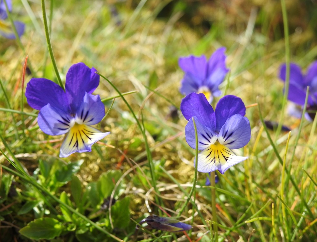 Mountain pansies by roachling