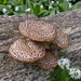 Mushrooms with Garlic by redandwhite