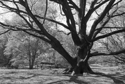 18th Apr 2017 - Old oak