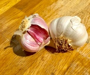 22nd Apr 2017 - Garlic