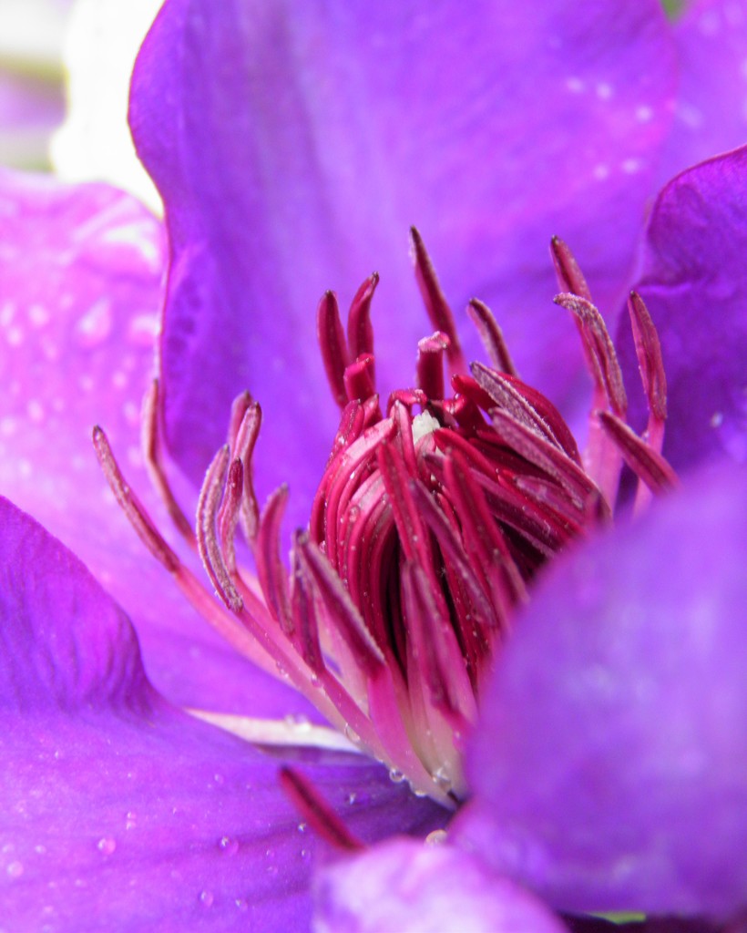 Clematis by daisymiller