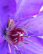 20th Apr 2017 - Clematis 1