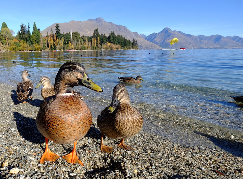 Hungry ducks by dkbarnett