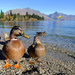 Hungry ducks by dkbarnett