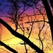 sunrise silhouettes by lynnz