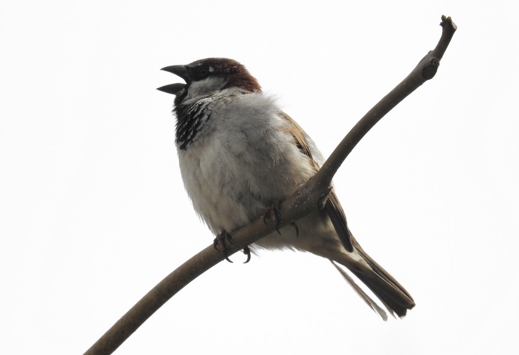 sparrow noise by amyk