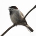 sparrow noise by amyk