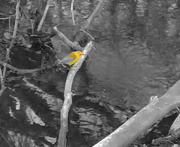 16th Apr 2017 - Little Yellow Bird